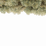 Sky Wild Forest Olive Green